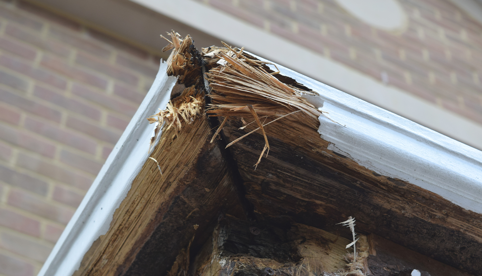 Does Homeowners Insurance Cover Rotting Wood?